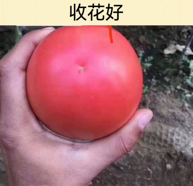 大果硬粉苗耐裂果型圆润抗死棵抗病毒好管理高产商品性好