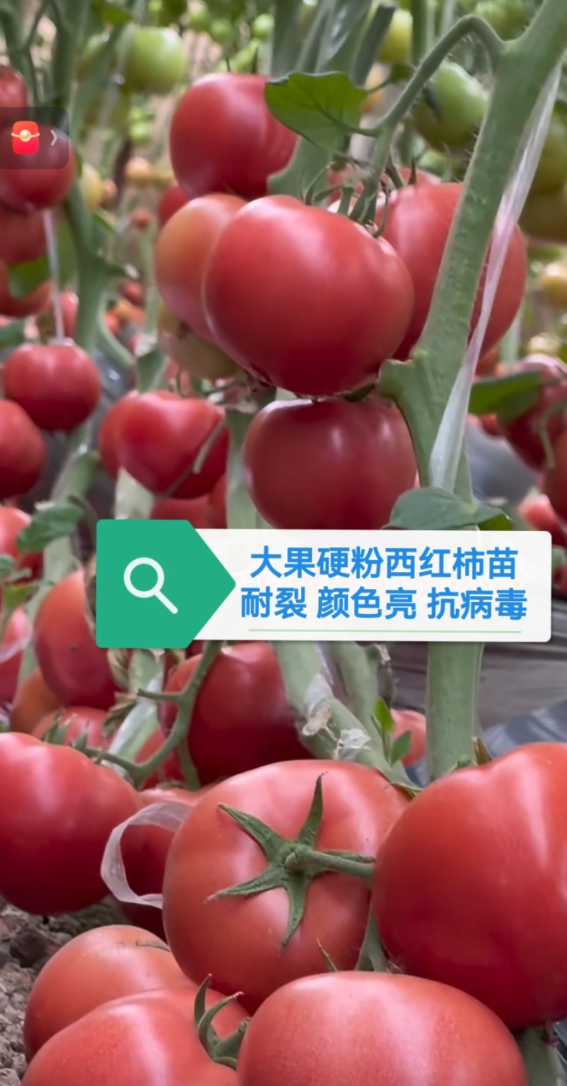 大果硬粉苗耐裂果型圆润抗死棵抗病毒好管理高产商品性好