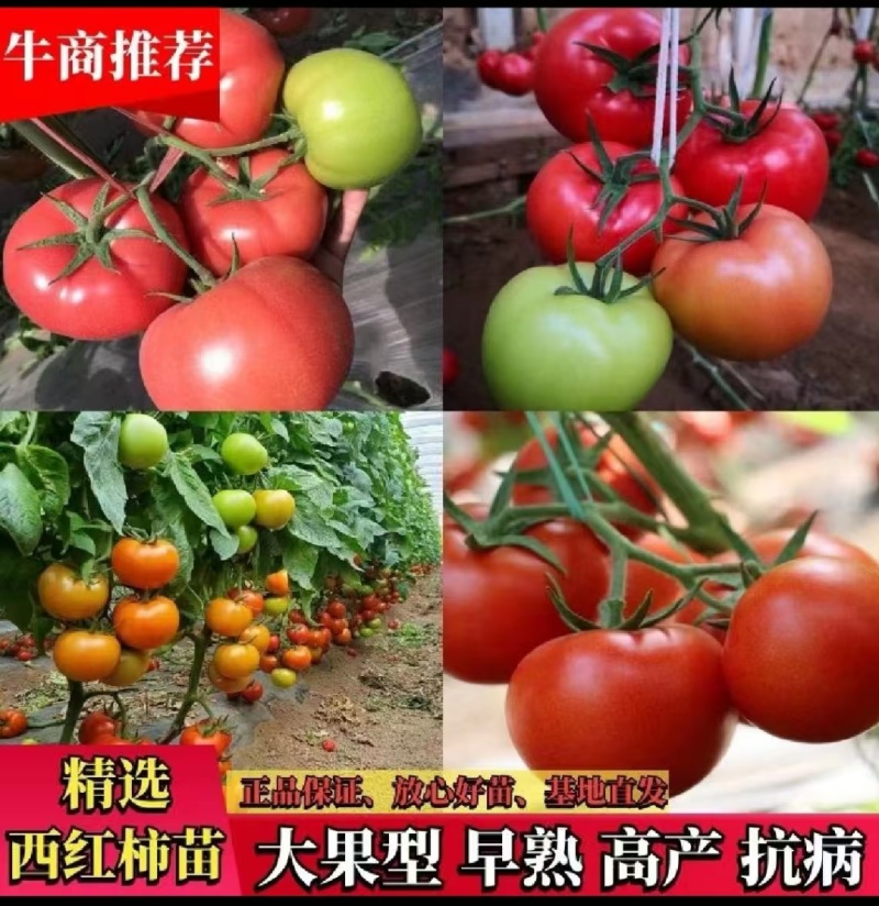 大果硬粉苗耐裂果型圆润抗死棵抗病毒好管理高产商品性好
