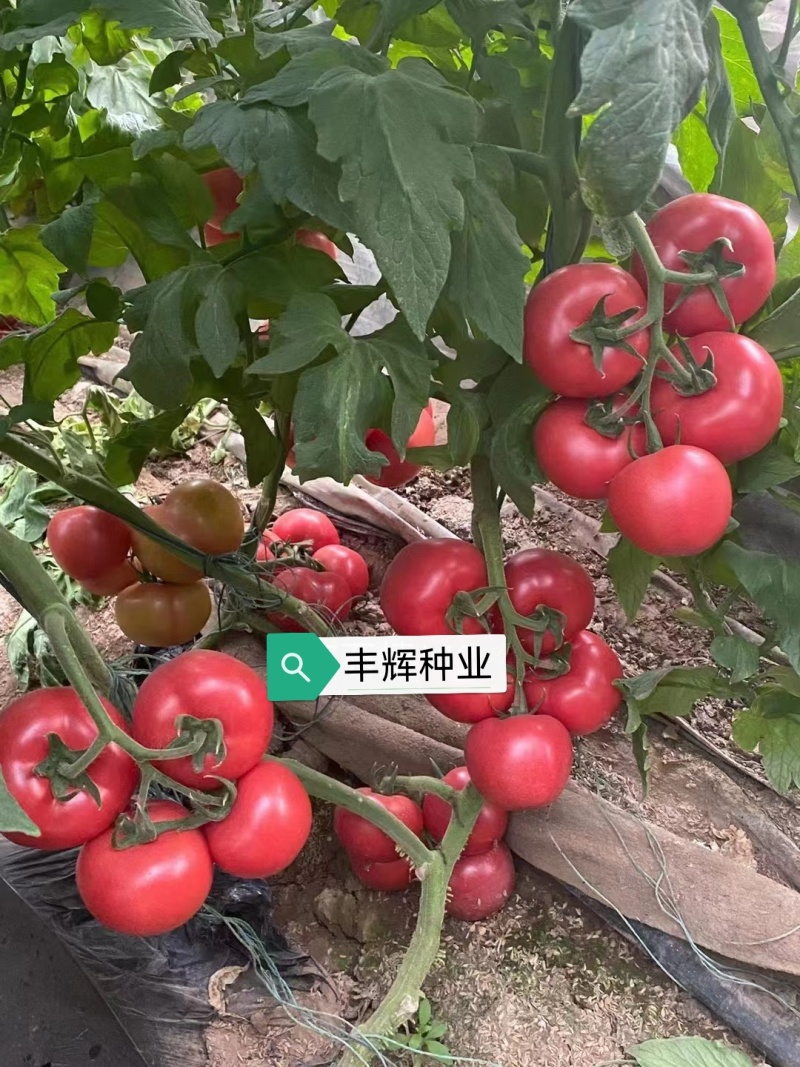 大果硬粉苗耐裂果型圆润抗死棵抗病毒好管理高产商品性好