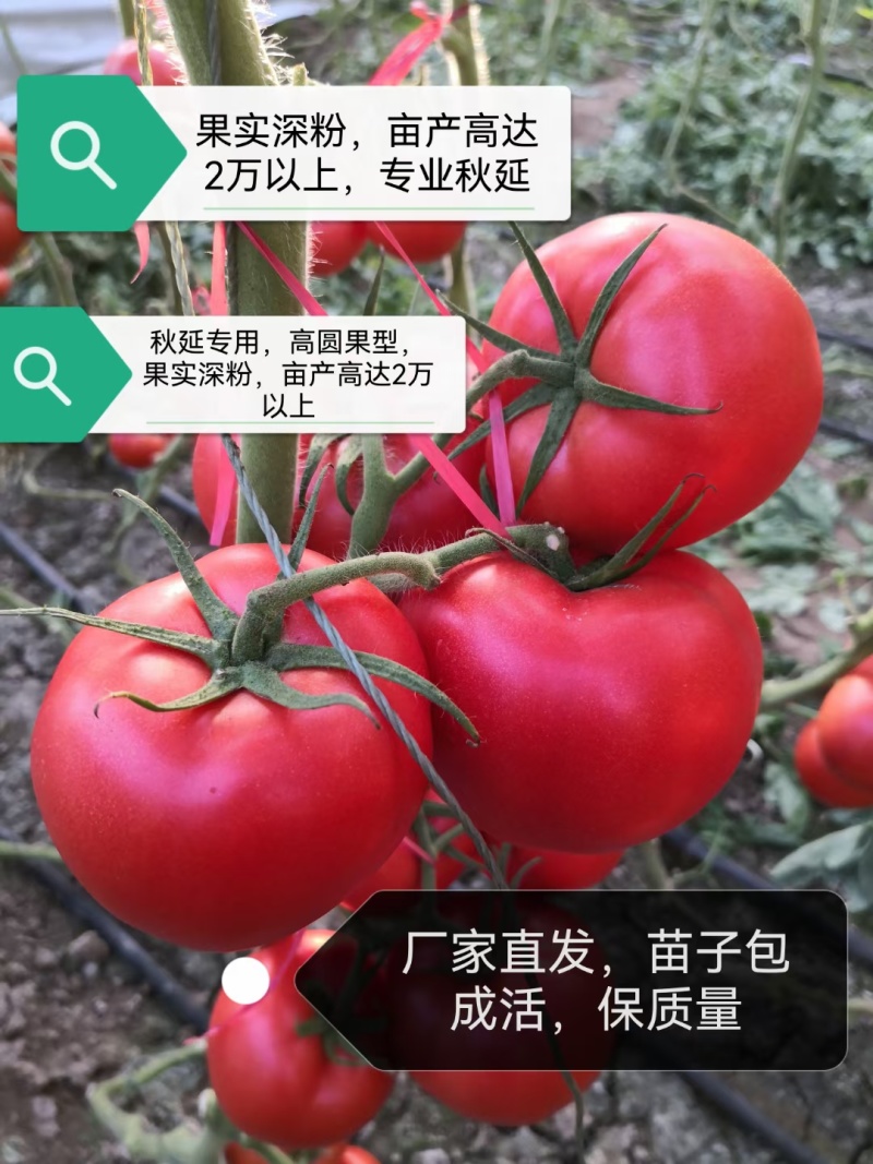 大果硬粉苗耐裂果型圆润抗死棵抗病毒好管理高产商品性好