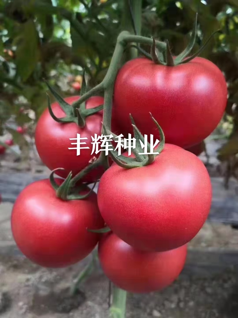 大果硬粉苗耐裂果型圆润抗死棵抗病毒好管理高产商品性好
