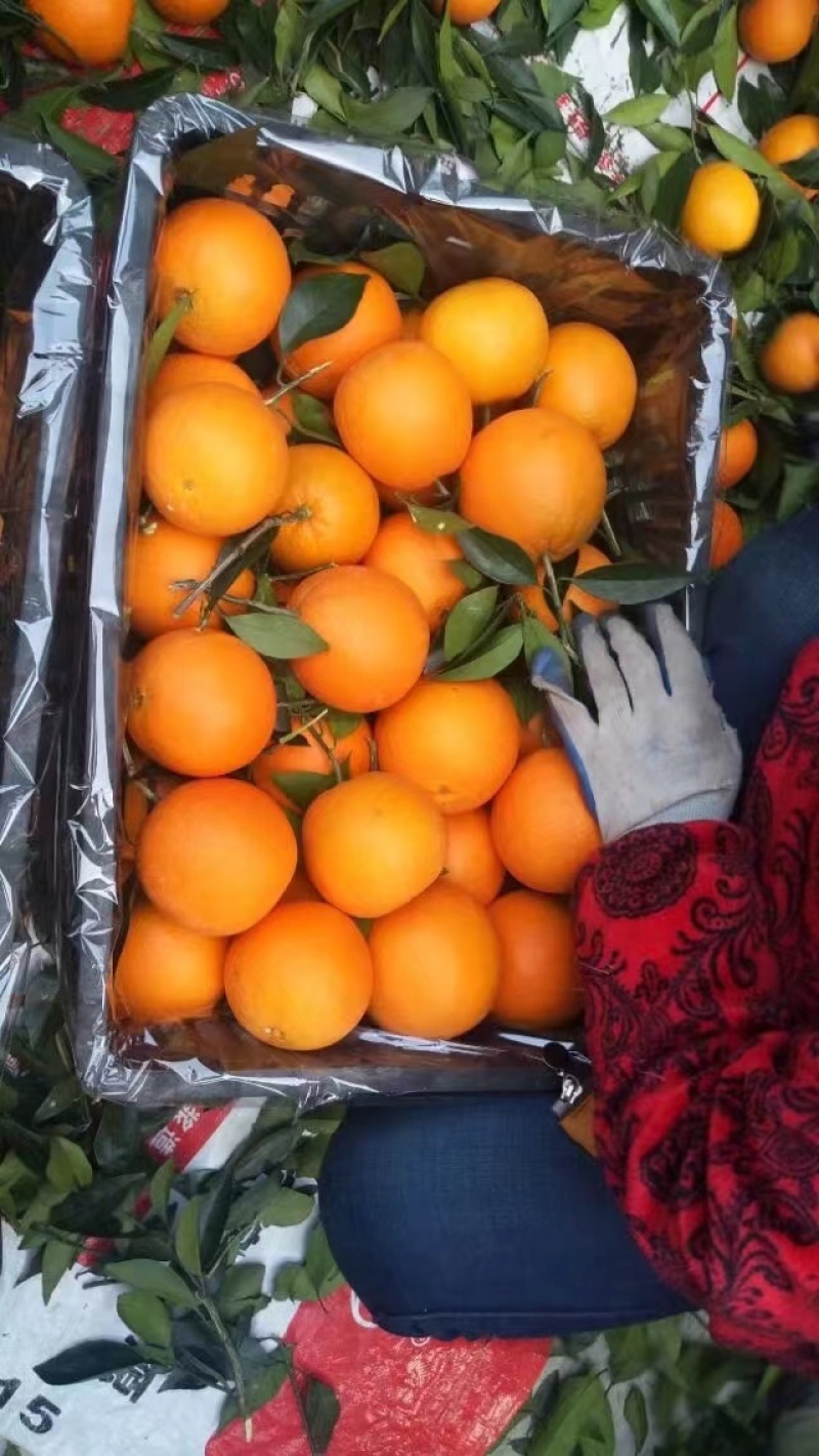 精品脐橙纽荷尔果冻橙大量上市支持各大商超市场一件代发等等