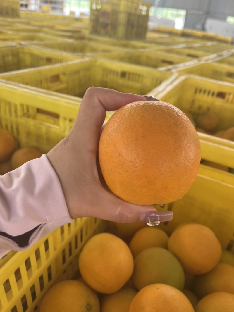 精品脐橙纽荷尔果冻橙大量上市支持各大商超市场一件代发等等