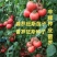 普罗旺斯荷兰进口原包装西红柿苗口感好产量高常年有苗