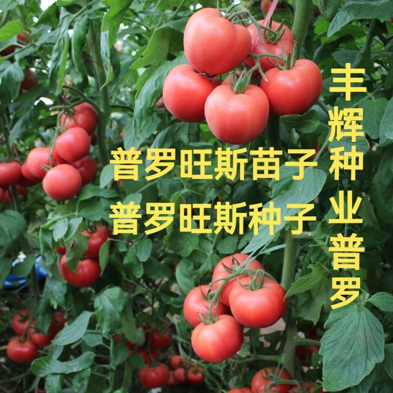 普罗旺斯荷兰进口原包装西红柿苗口感好产量高常年有苗
