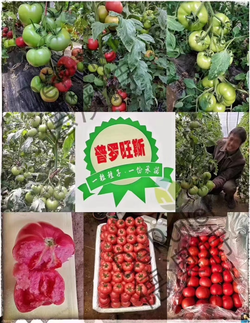 普罗旺斯荷兰进口原包装西红柿苗口感好产量高常年有苗