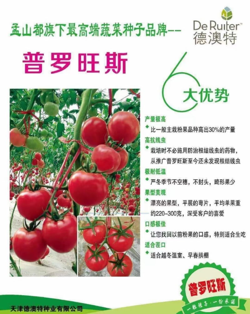 普罗旺斯荷兰进口原包装西红柿苗口感好产量高常年有苗