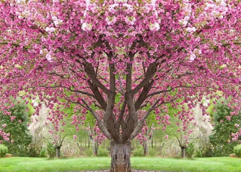 樱花