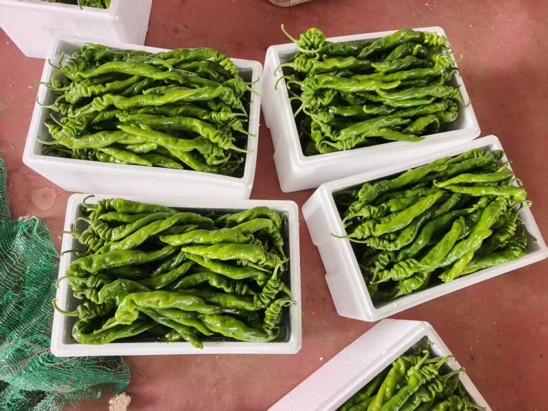 线椒——螺丝椒——大青椒—现货出售—保质保量