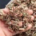 辣蓼草中药材原材料辣马廖拉潦草辣马蓼干货辣蓼红辣蓼煮水