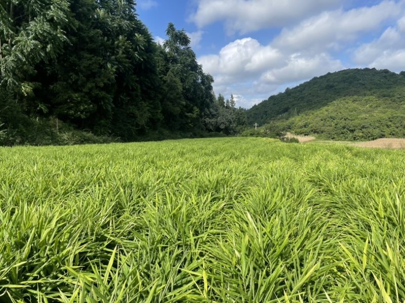 云南小黄姜市场货。电商库存大量现货供应代办业务