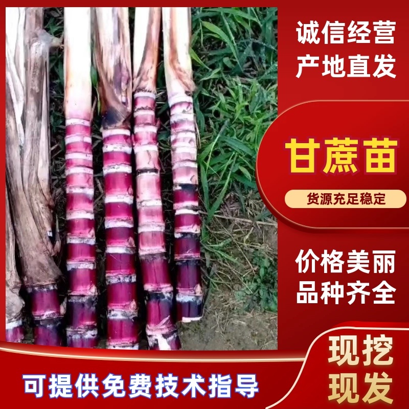 【热卖】商丘脱毒原种甘蔗苗基地供应量大质优价优欢迎电