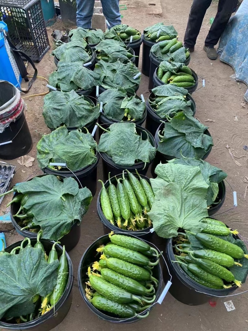 美甜208旱黄瓜苗未来103嫁接苗大刺溜产量高口感好