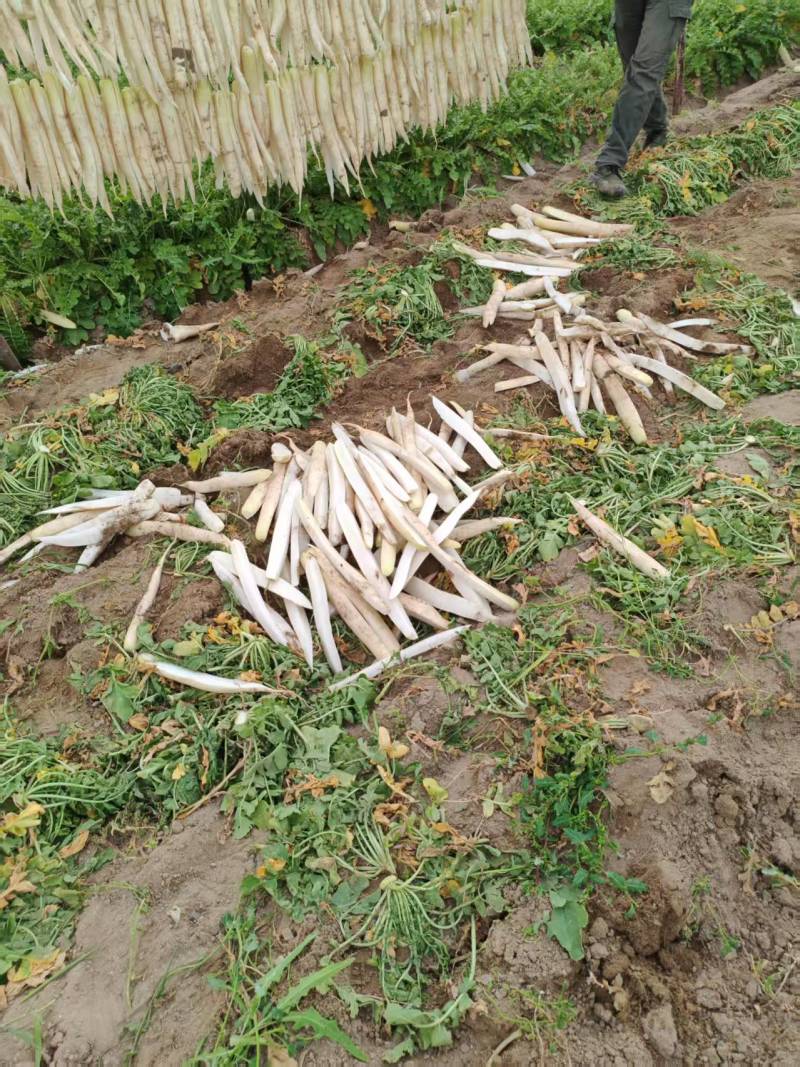 精品萝卜干货源充足量大从优质量保证产地供应诚信经