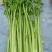 【芹菜】皇后芹菜饶阳冷棚优质芹菜大量上市全国发货
