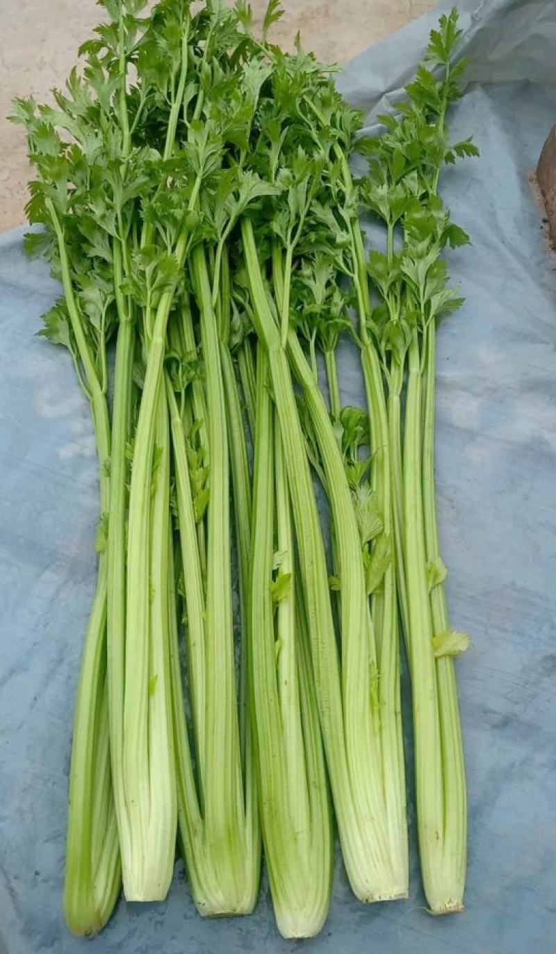 【芹菜】皇后芹菜饶阳冷棚优质芹菜大量上市全国发货