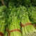 【芹菜】皇后芹菜饶阳冷棚优质芹菜大量上市全国发货
