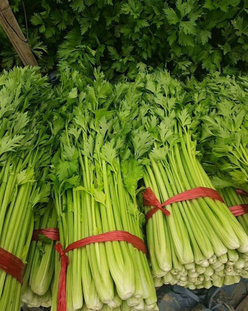 【芹菜】皇后芹菜饶阳冷棚优质芹菜大量上市全国发货