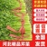 【芹菜】皇后芹菜饶阳冷棚优质芹菜大量上市全国发货