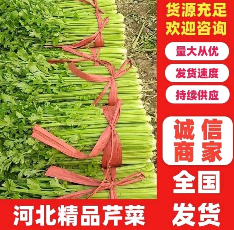 【芹菜】皇后芹菜饶阳冷棚优质芹菜大量上市全国发货