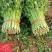 【芹菜】皇后芹菜饶阳冷棚优质芹菜大量上市全国发货