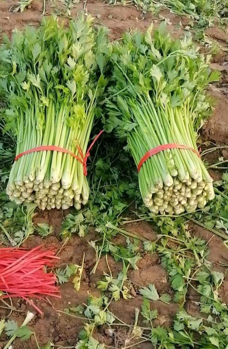 【芹菜】皇后芹菜饶阳冷棚优质芹菜大量上市全国发货