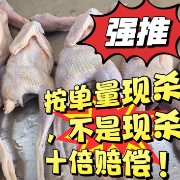 鹧鸪鸟新鲜的按单量现杀视频直播拒绝冷冻白条高品质