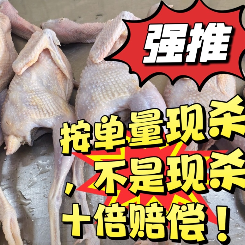 鹧鸪鸟新鲜的按单量现杀视频直播拒绝冷冻白条高品质