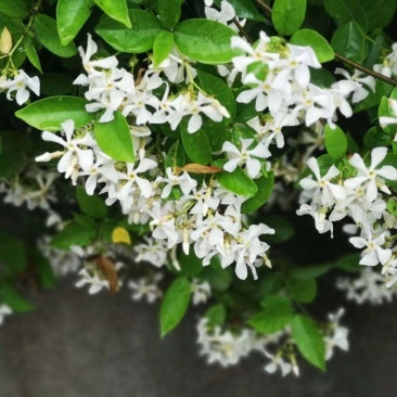 风车茉莉花