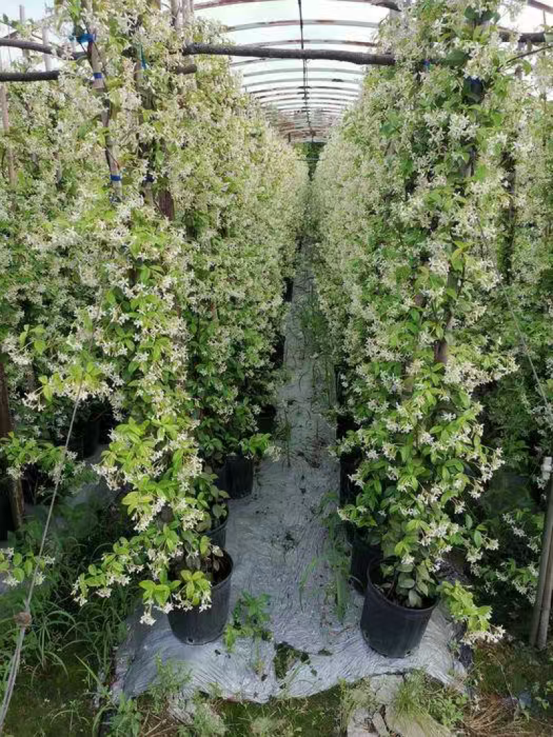 风车茉莉花