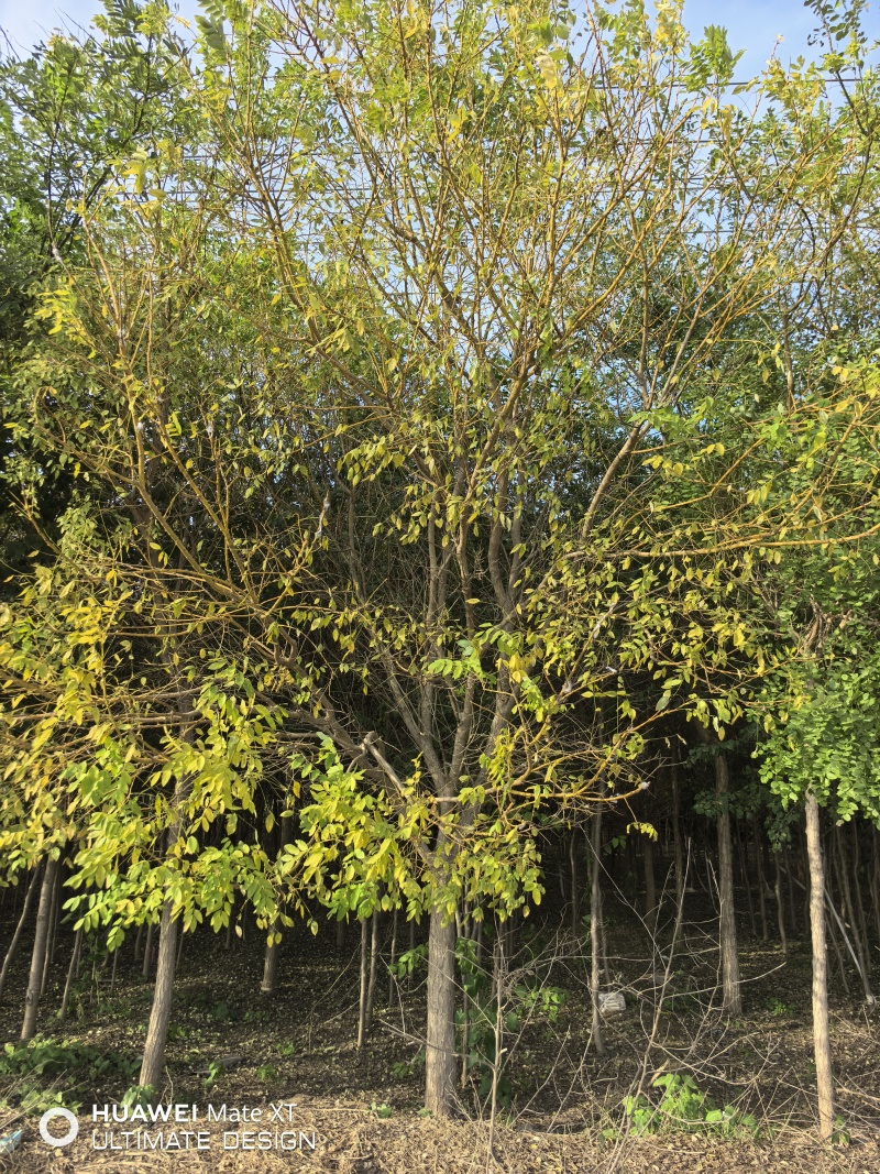 金枝槐15公分，可对接全国，可视频看货，欢迎电话联系