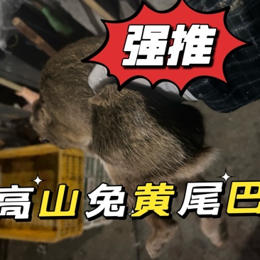 高山活兔黄尾巴活兔高品质货源充足