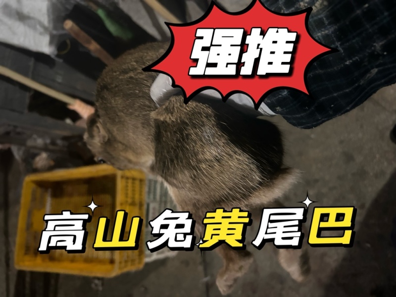 高山活兔黄尾巴活兔高品质货源充足