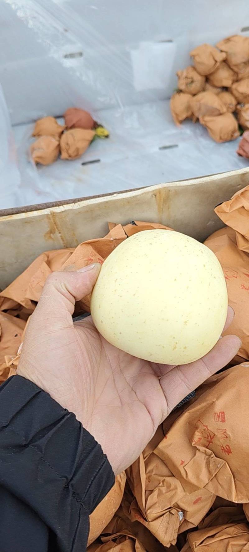 奶油富士苹果大量有货，新鲜现货，保质保量欢迎选购