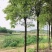 大量供应8-15公分香樟树3000棵，杆子直，树在湖南省