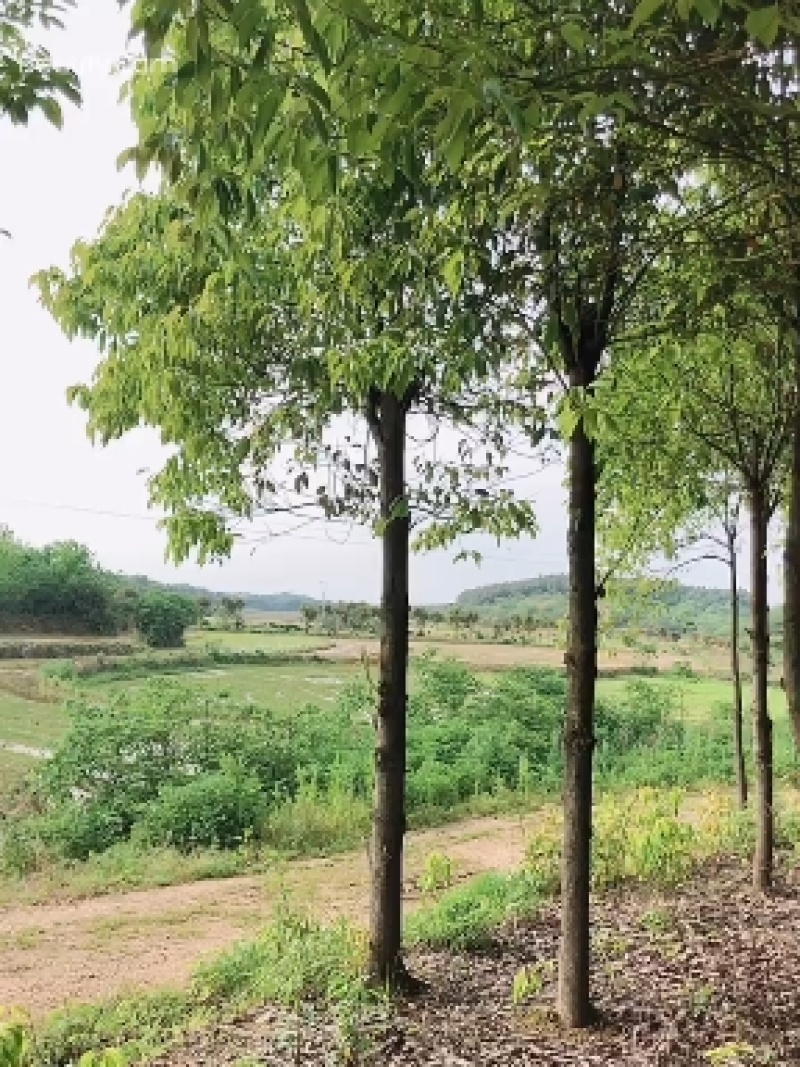 大量供应8-15公分香樟树3000棵，杆子直，树在湖南省