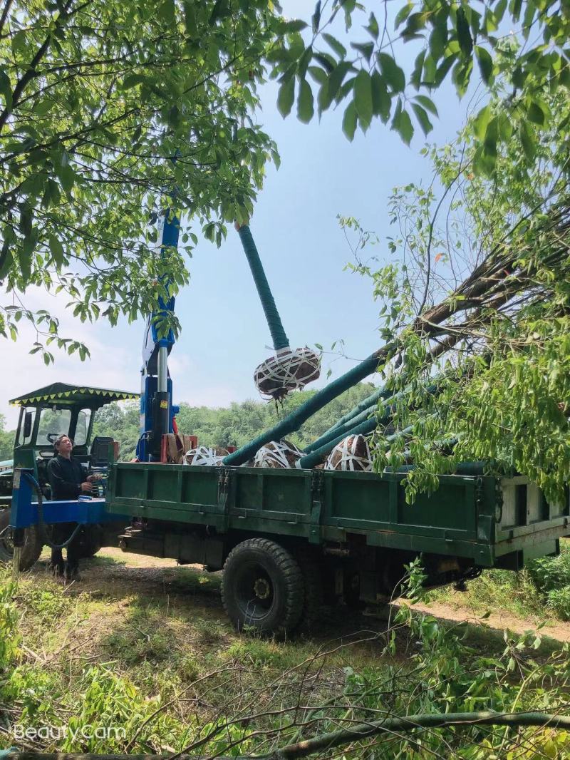 大量供应8-15公分香樟树3000棵，杆子直，树在湖南省