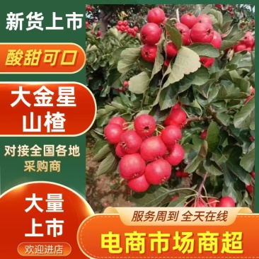 山东聊城冠县大金星山楂大量上市电商货加工果大量供应