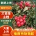 山东聊城冠县大金星山楂大量上市电商货加工果大量供应
