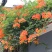 凌霄花