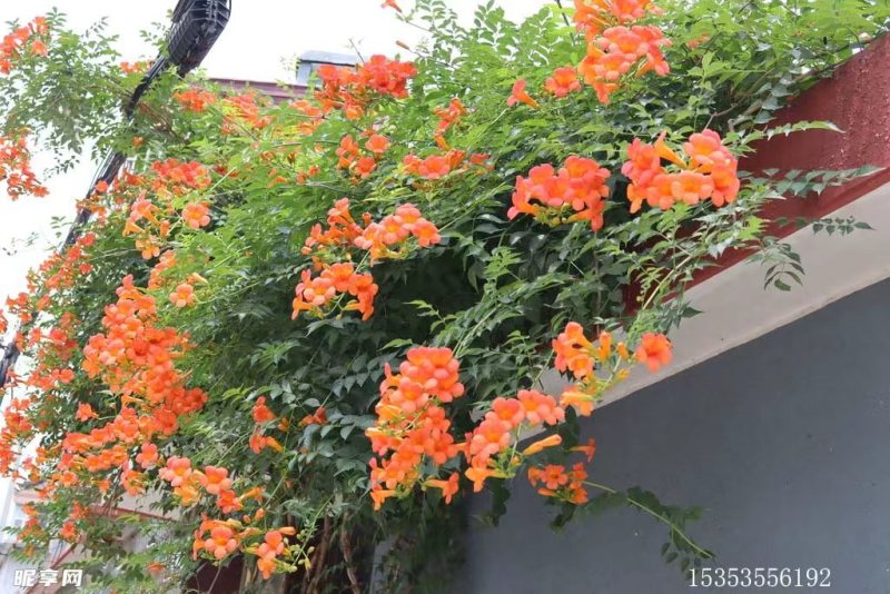 凌霄花