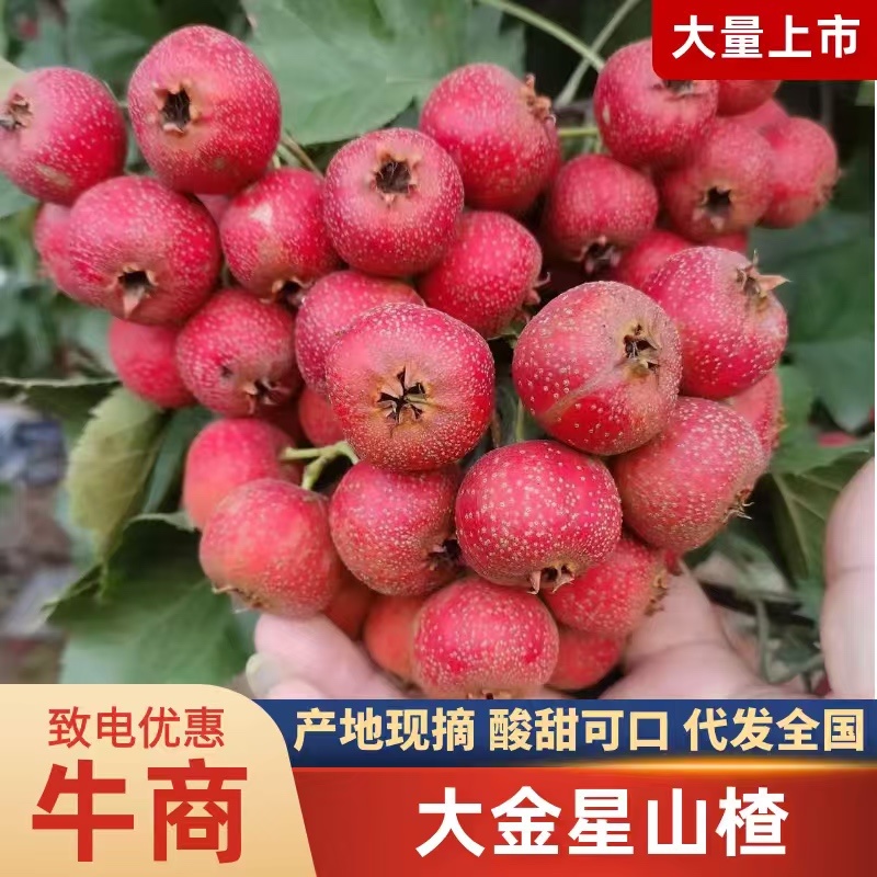 打浆山楂大金星山楂大量上市市场电商超市需要联系我吧