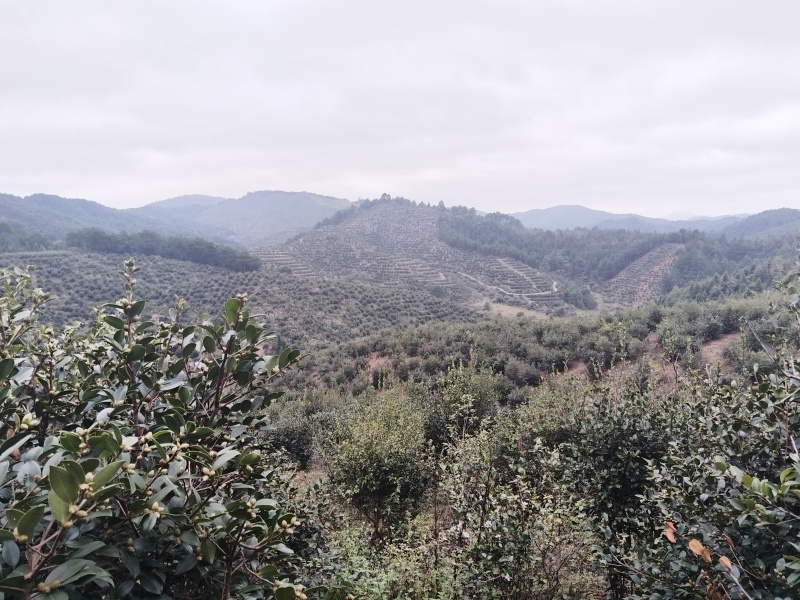 湘西山茶油