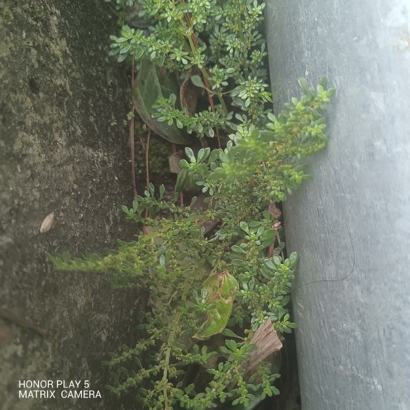 透明草，中药名。为荨麻科冷水花属植物小叶冷水花的全草