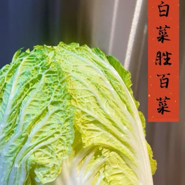 山东胶州白菜
