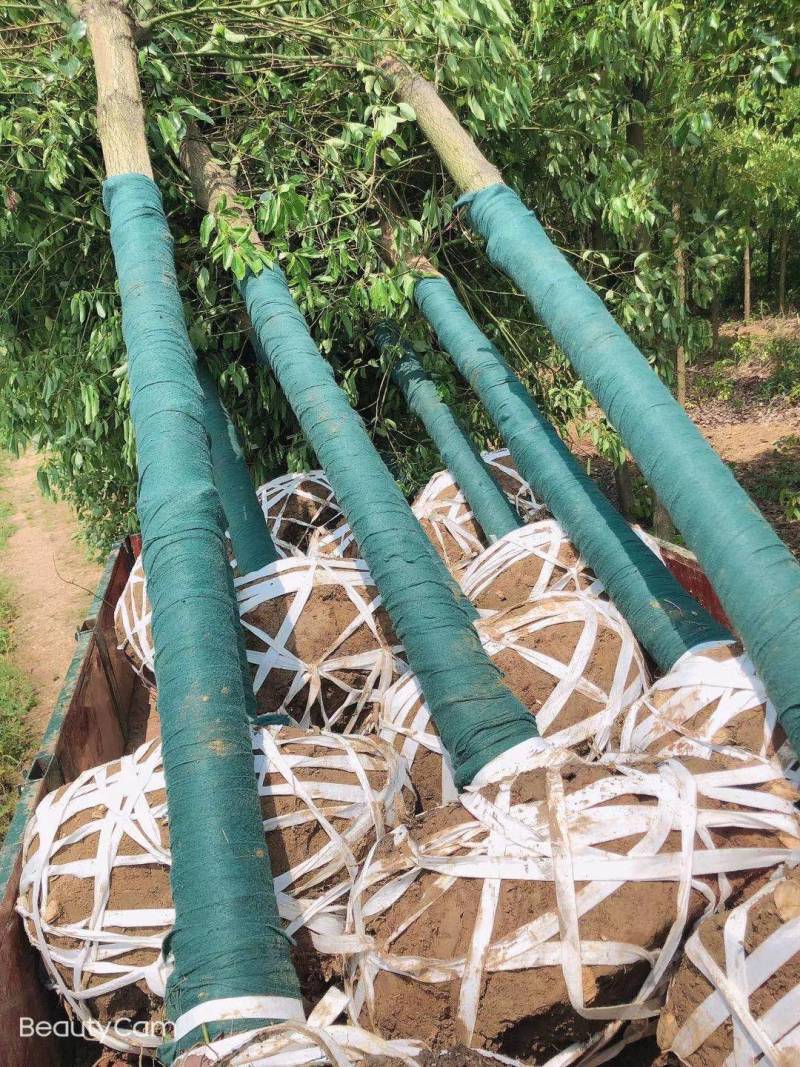 大量供应8-15公分香樟树3000棵，杆子直，树在湖南省