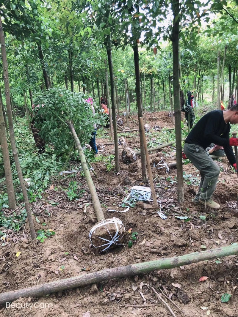 大量供应8-15公分香樟树3000棵，杆子直，树在湖南省