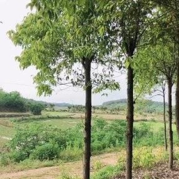 大量供应8-15公分香樟树3000棵，杆子直，树在湖南省