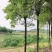 大量供应8-15公分香樟树3000棵，杆子直，树在湖南省